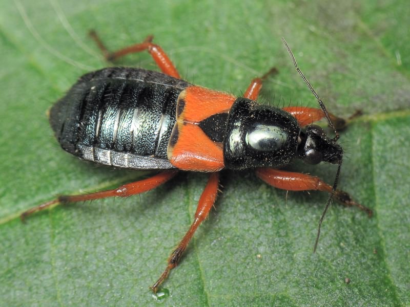 Prostemma guttula (Fabricius, 1787)